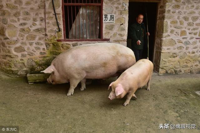 巨型大猪重1000余斤,怎么这么大?专家:体内可能携有外国猪血缘