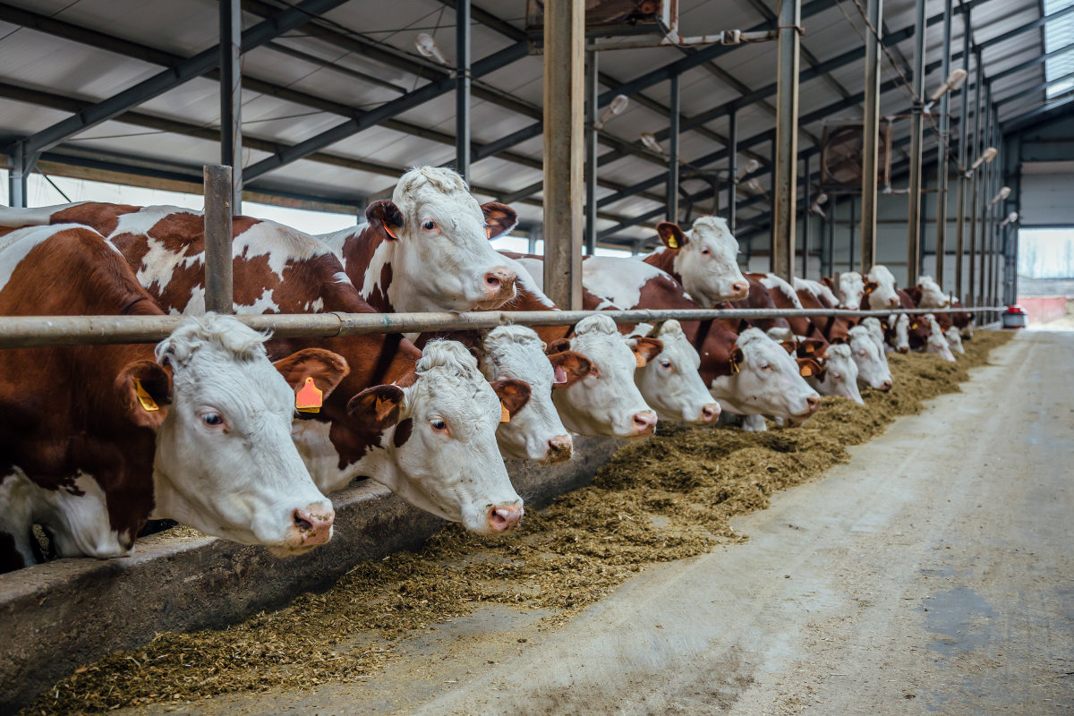合理管理牛舍温度提高牛肉产出质量