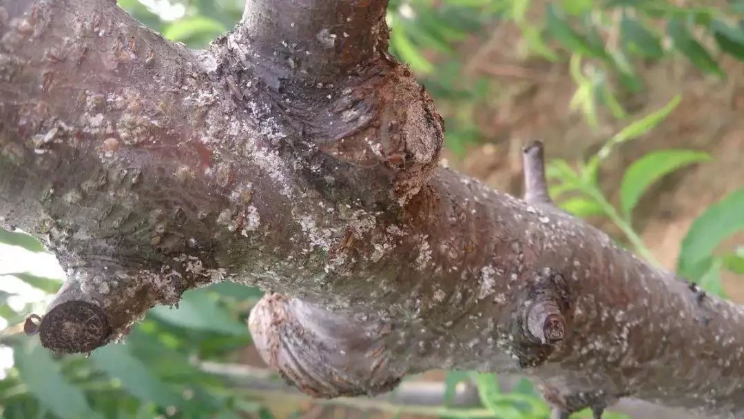 同时还可进行人工防治,如用硬毛刷刷去枝干上的蚧壳虫体;保护天敌,如