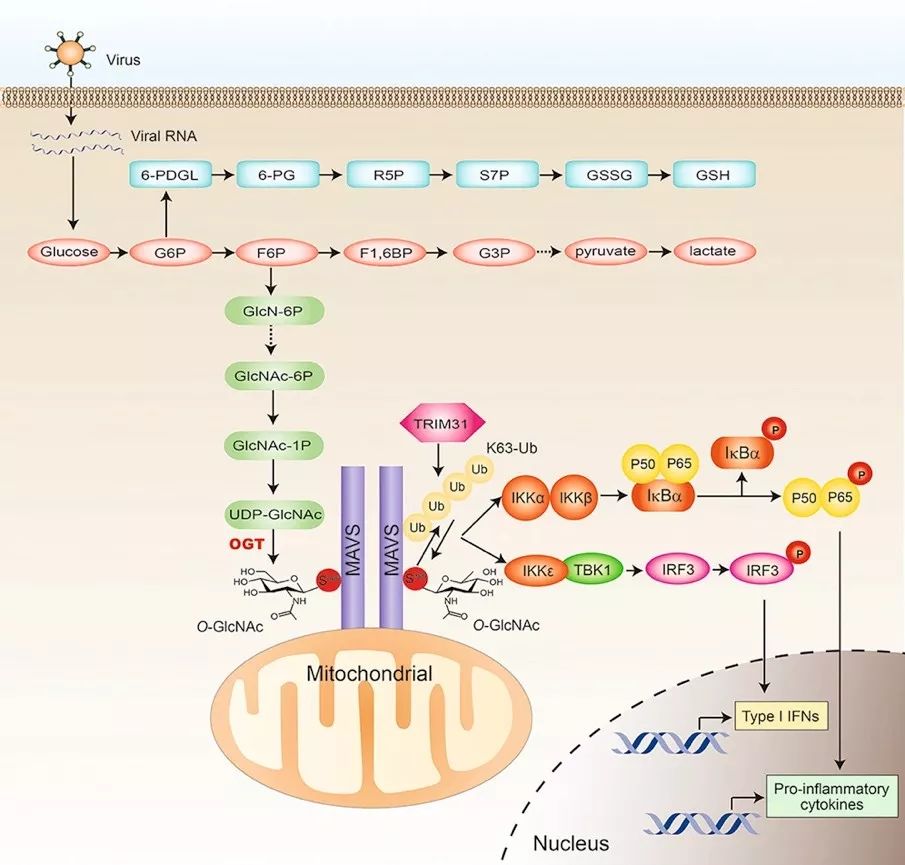 cell host & micro丨华人学者揭示葡萄糖代谢新途径参与抗病毒天然