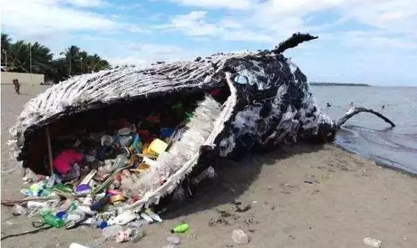 海洋生命还往往以塑料漂浮物为食,导致了大量海洋生物的死亡,往往连