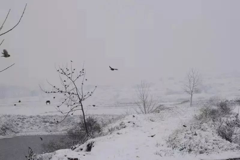 千山鸟飞绝,万径人踪灭 孤舟蓑笠翁,独钓寒江雪