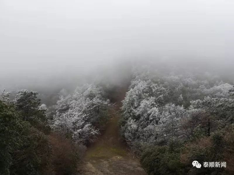 泰顺故事丨乌岩岭的绝美雾凇景观,让你一次看个够!