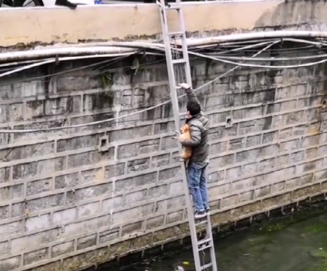 田園黃狗掉進河道，蹲在水裡瑟瑟發抖，好心人的舉動暖心了…… 萌寵 第4張