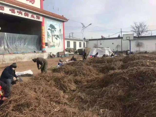 春 通讯员 史宇飞 初冬时节,记者来到土右旗沟门镇威俊村甘草种植基地