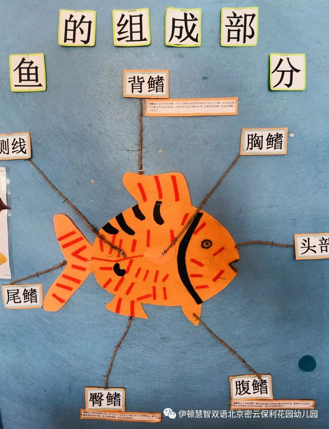 有趣的鱼主题活动——海洋班【伊顿教学】