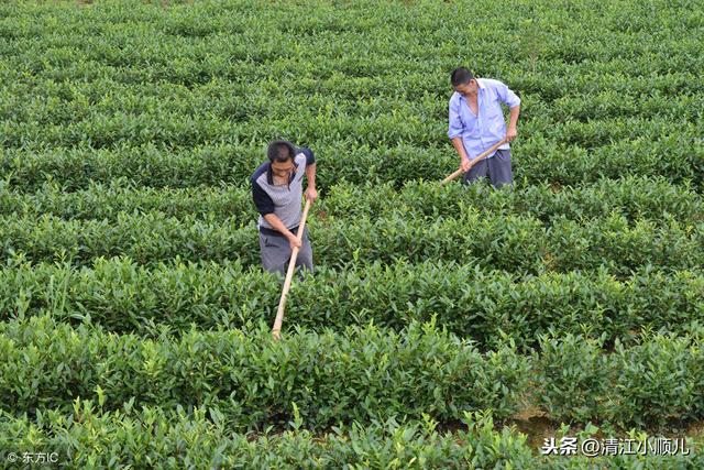 茶园施肥有讲究细心呵护为你的茶树补给营养