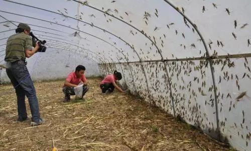 蝗虫成灾唯恐避之不及,当地却把蝗虫养在大棚,每茬收益数千元