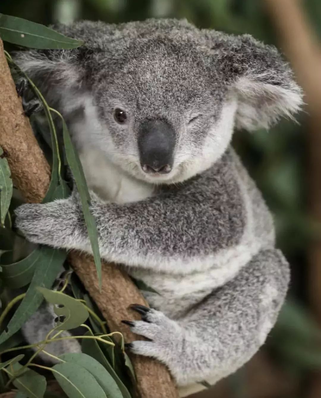华龙柏考拉动物园 不去看考拉和袋鼠,能说到过澳洲吗?