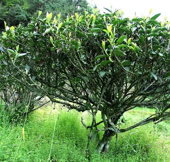 树型(plant type)茶树在自然生长状态下的树型有: 乔木型:从基部到冠