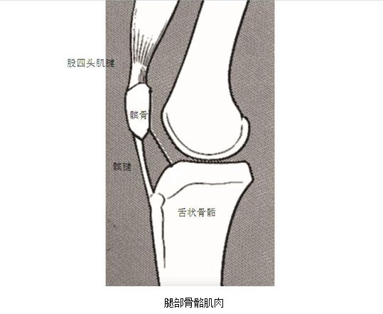 最上面的是股四头肌,中间是髌骨,髌腱,最下面是胫骨结节,通过肌肉收缩