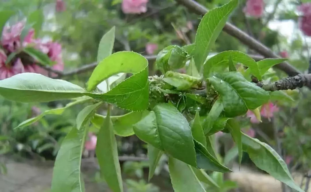 桃蚜危害症状