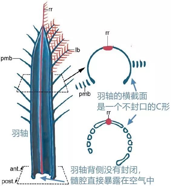 琥珀里的奇怪尾羽竟藏着鸟类祖先谈恋爱的秘密