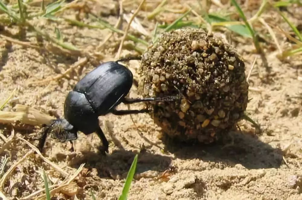 滚粪球型金龟的雌雄虫会充分合作, 但仅限于粪球制作, 滚动和埋藏;亲