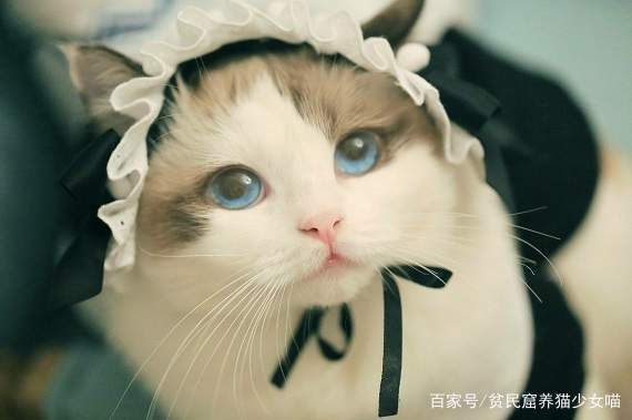 穿女仆裝的布偶貓宛若精靈，這麼可愛一定是男孩子 萌寵 第1張