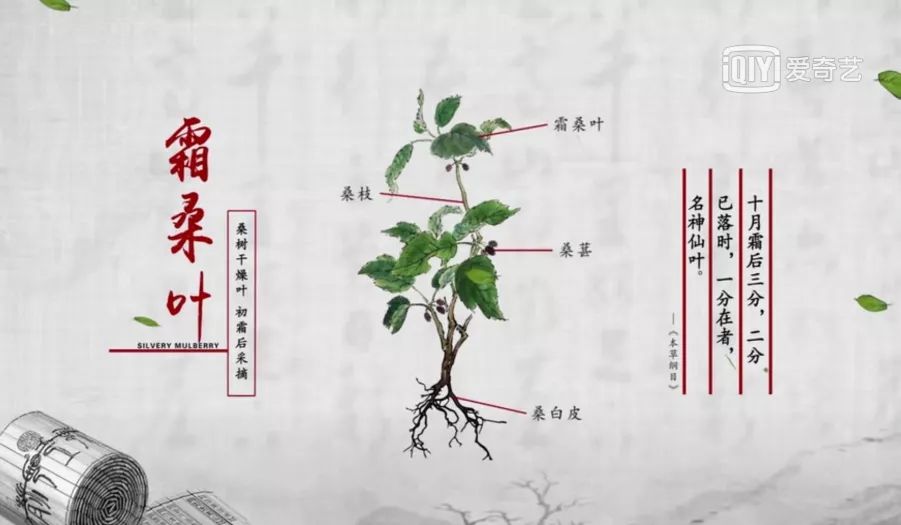 霜桑叶,桑树干燥叶,初霜后采摘,《中国药典》中记载其"疏散风热,清肺