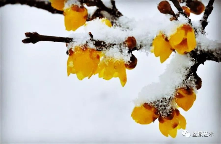 最常见的就是腊梅花,山茶花等植物,它们的花期都在冬天,可以顶着风雪