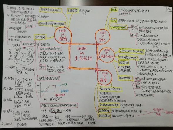 年级动态丨我校开展生物学科思维导图活动