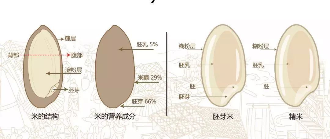 营养成分的确不太强那米饭到底有没有营养?可以不吃吗?米饭主要就是