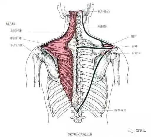 疼痛康复与全身疼痛有关的肌肉总结汇总不怕你不懂就怕你不看