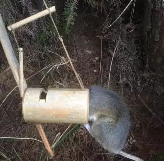 农村这种竹筒制作的捕鼠神器,会用的人不多了!