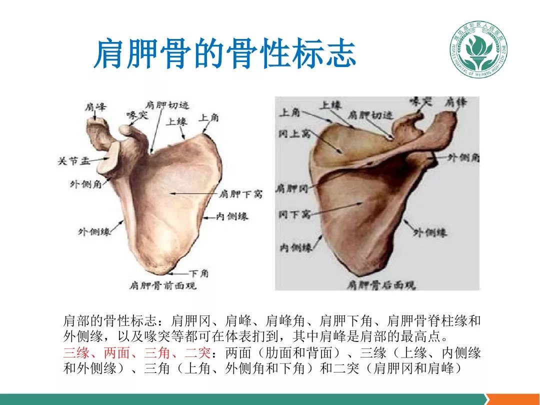 肩关节软组织压痛点的解剖与临床