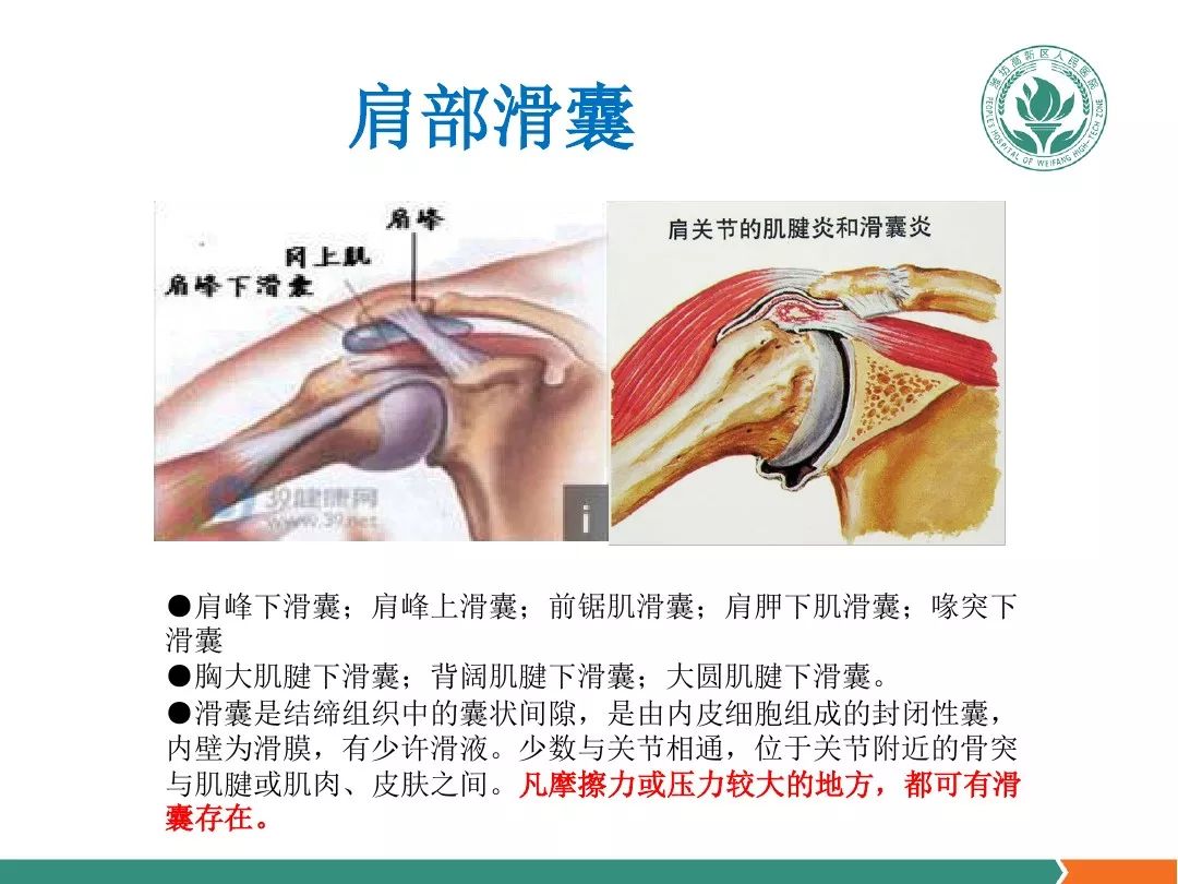 肩关节软组织压痛点的解剖与临床