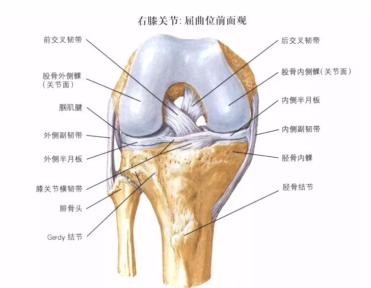 交叉韧带断裂的诊断基本可以除外 急性伤:关节肿痛,活动受限 慢性伤