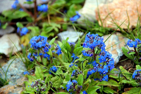 倒提壶为紫草科,琉璃草属多年生草本植物,别名:蓝布裙,狗屎花,狗屎