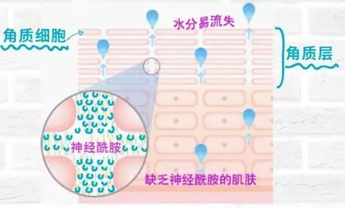 医美|护肤界的"网红"神经酰胺是什么?