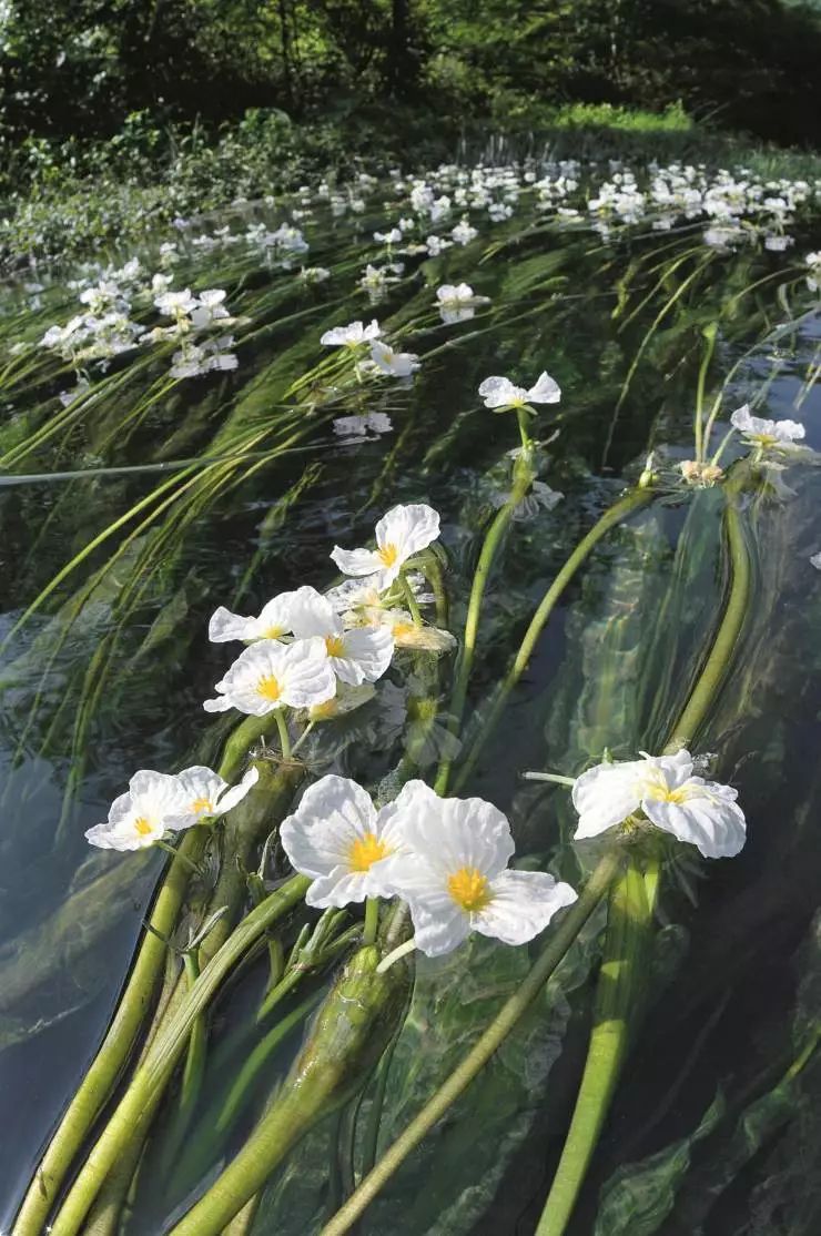 海菜花是一种沉水植物它扎根水底叶子如海带漂荡花序梗则像一条纤细