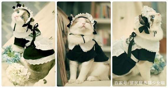穿女仆裝的布偶貓宛若精靈，這麼可愛一定是男孩子 萌寵 第3張