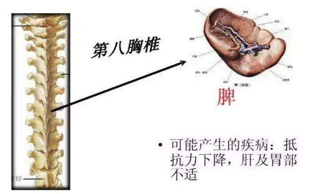 第八胸椎段:免疫功能低下,肝胆病,糖尿病,呕逆,尿频.