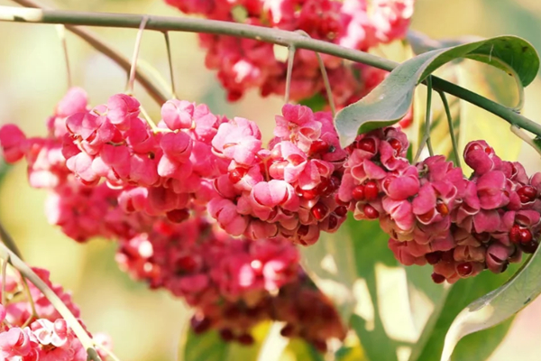 观红果景观绿化行道树-大叶丝棉木,红巴伦海棠