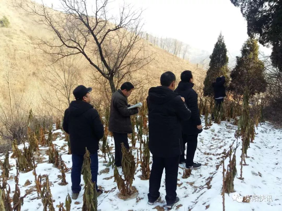 三门峡市林业局到梁家庄,王家,秦池,干沟等村检查古树名木保存保护