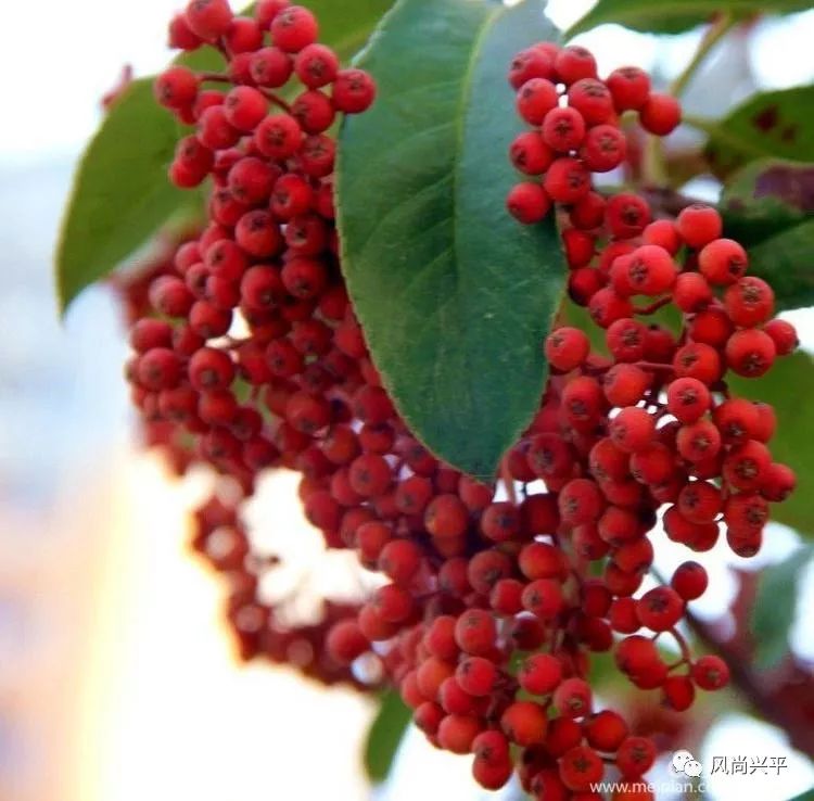 冬青冬季果实红艳,挂果多,时间长(5个月)观赏效果好,十分适宜环境美化