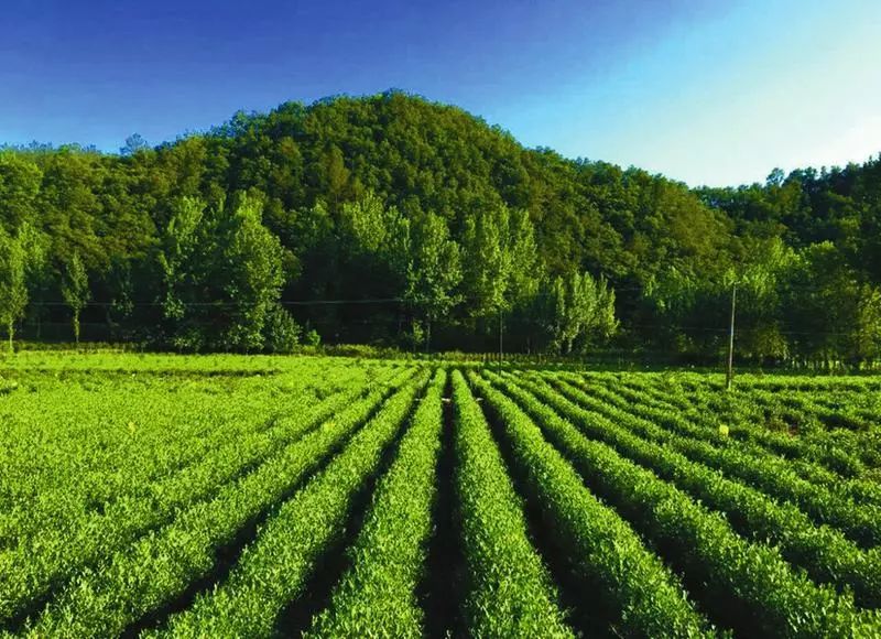 商南县3000亩无性系良种茶叶标准园示范