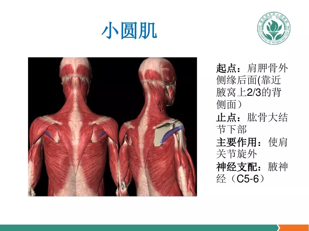 肩关节软组织压痛点的解剖与临床