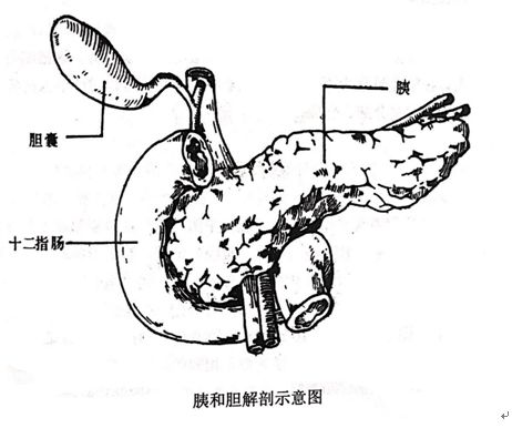 论坛索延昌新脾胃论探析