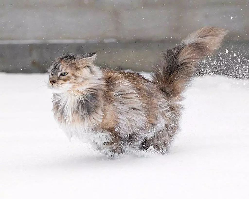 每日吸丨高冷的雪地猫