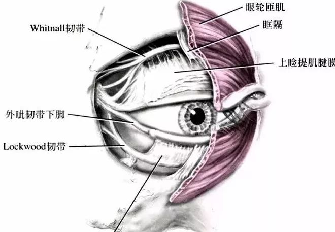 眼部专题|外眦的解剖结构与外眦开大术