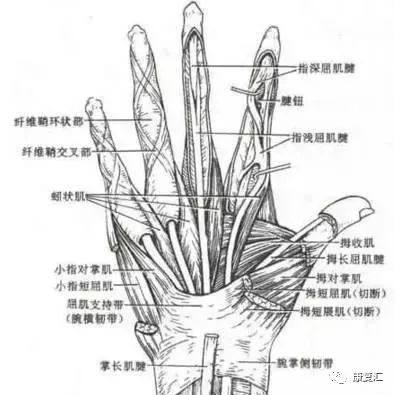 拇对掌肌——拇内收肌——骨间肌 .
