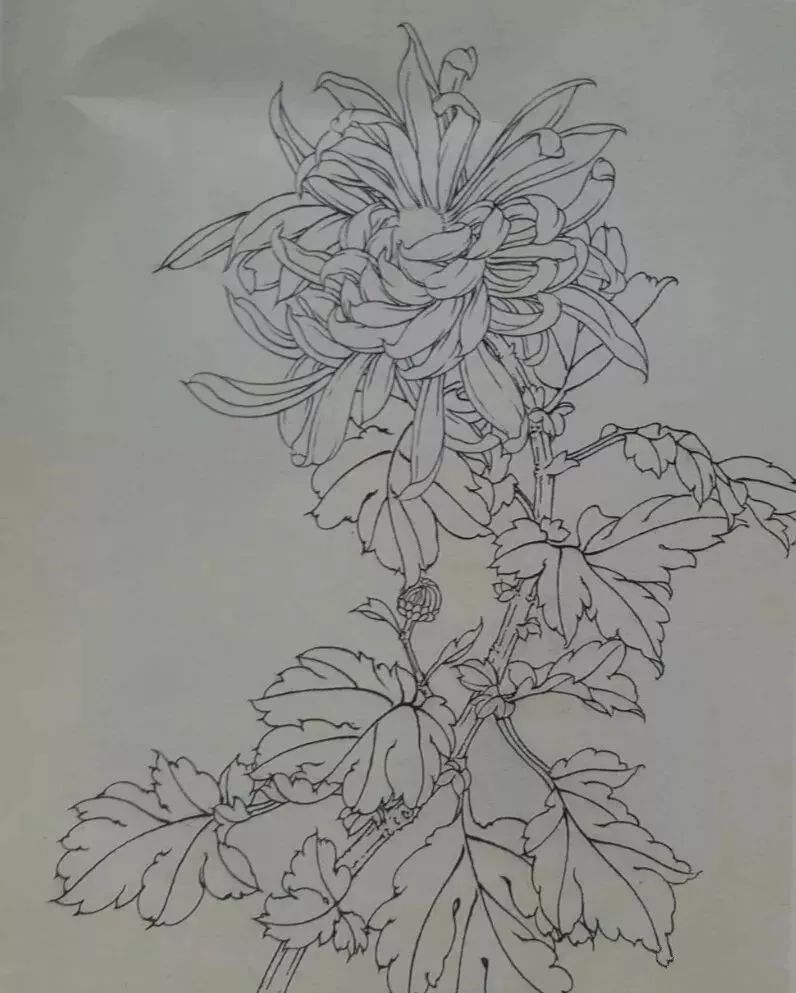 这是我见过最好的工笔菊花画法(附线描画谱和示范视频