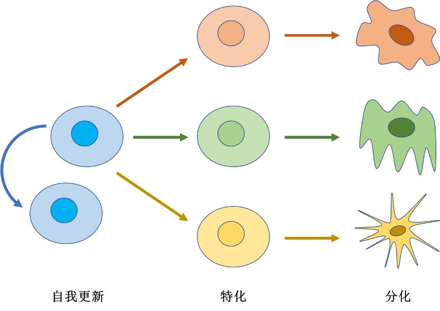 细胞命运的分化(differentiation)是指细胞发生一系列的内外变化,产生