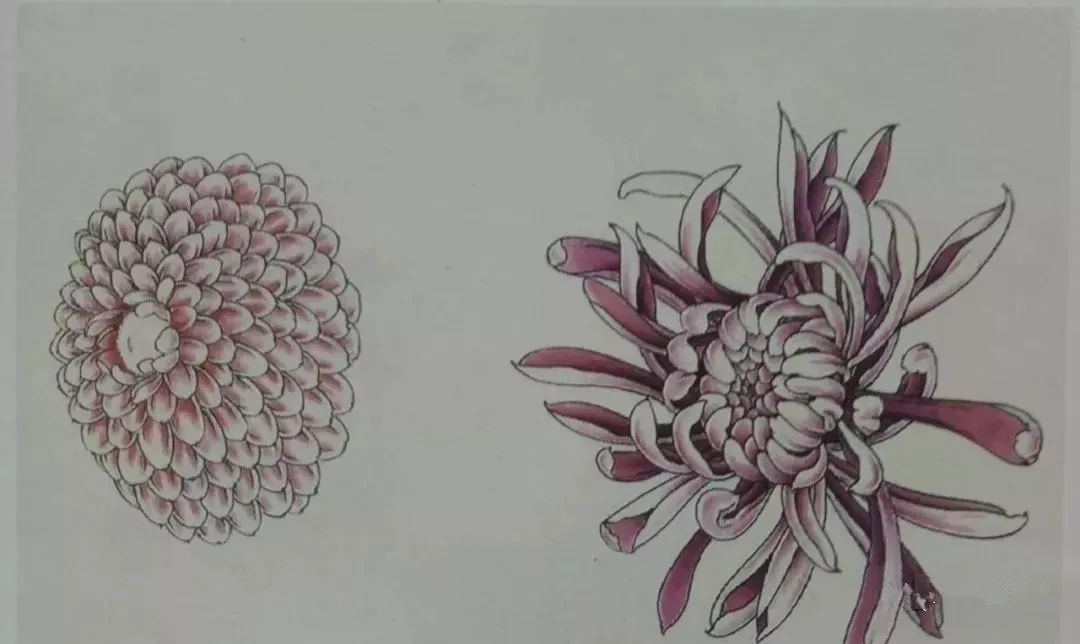 这是我见过最好的工笔菊花画法(附线描画谱和示范视频