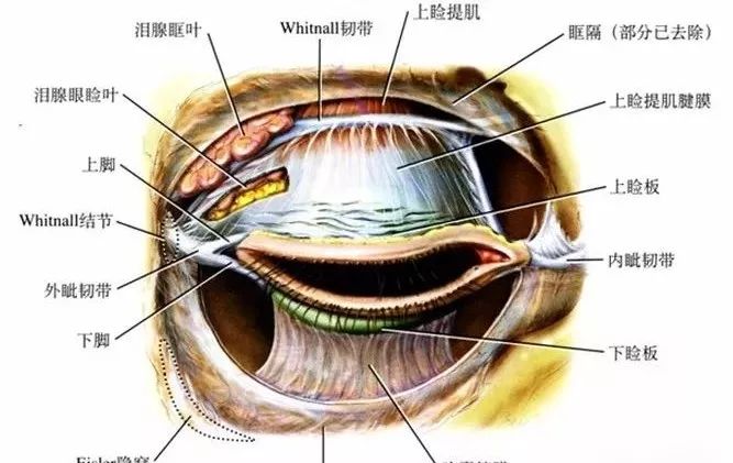 眼部专题|外眦的解剖结构与外眦开大术