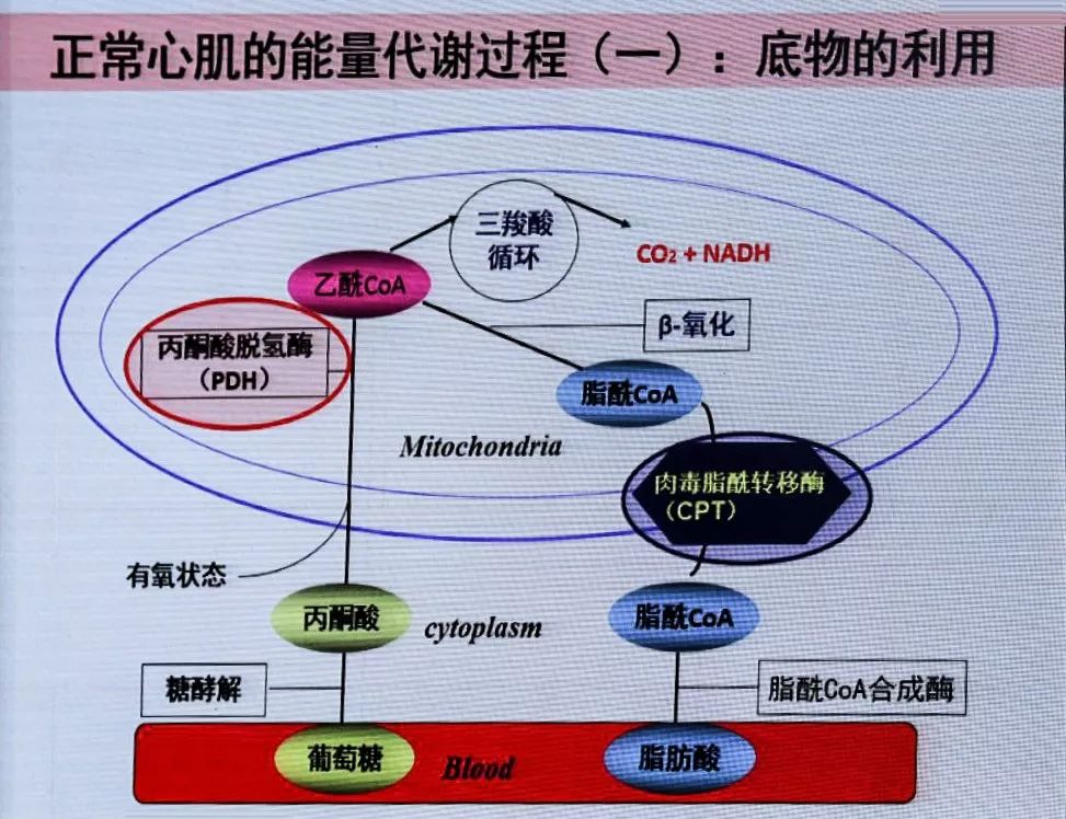 braunwald心脏病学第八版中明确指出,心肌细胞能量饥饿在心衰发病中