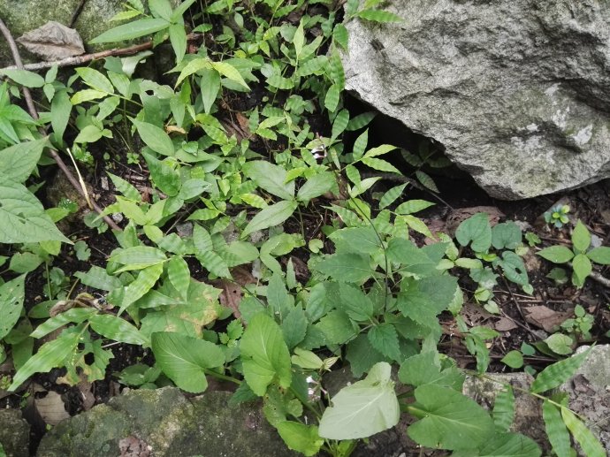 2,透骨草 伸筋草