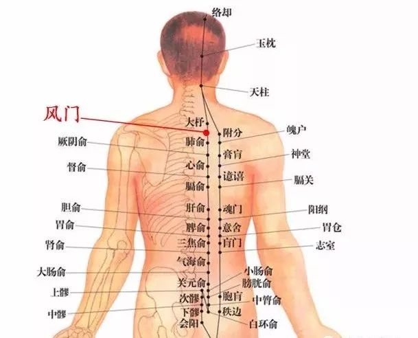 人体风门穴位于背部,当第2胸椎棘突下,旁开1.5寸便是风门穴.