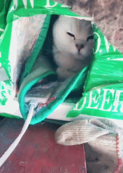 主人擔心貓咪怕冷，用電熱毯把它的窩給蓋起來，貓：謝謝鏟屎官！ 萌寵 第2張
